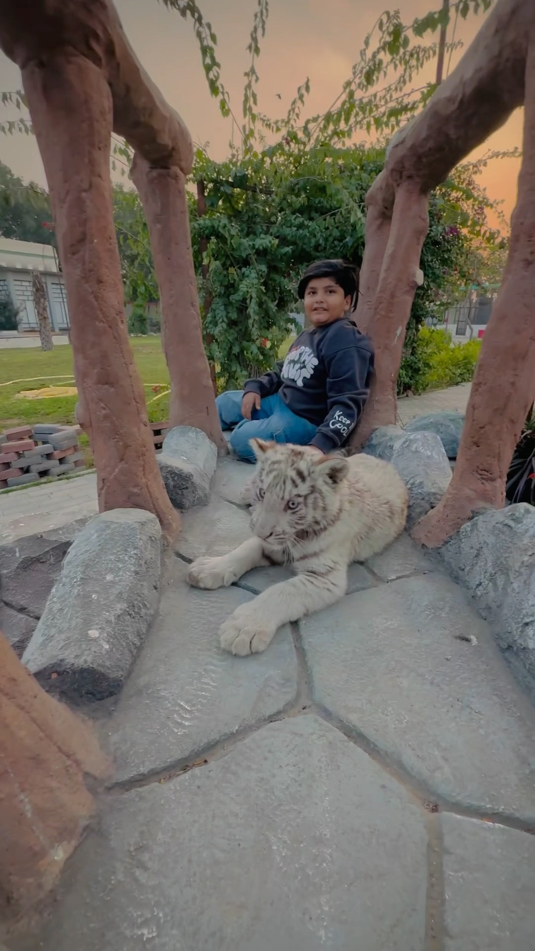 Ali playing with tiger baby || #viralvideo #trending #tiger r