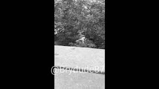 R.I.P FROG (frog jumps off bridge/see you again meme)