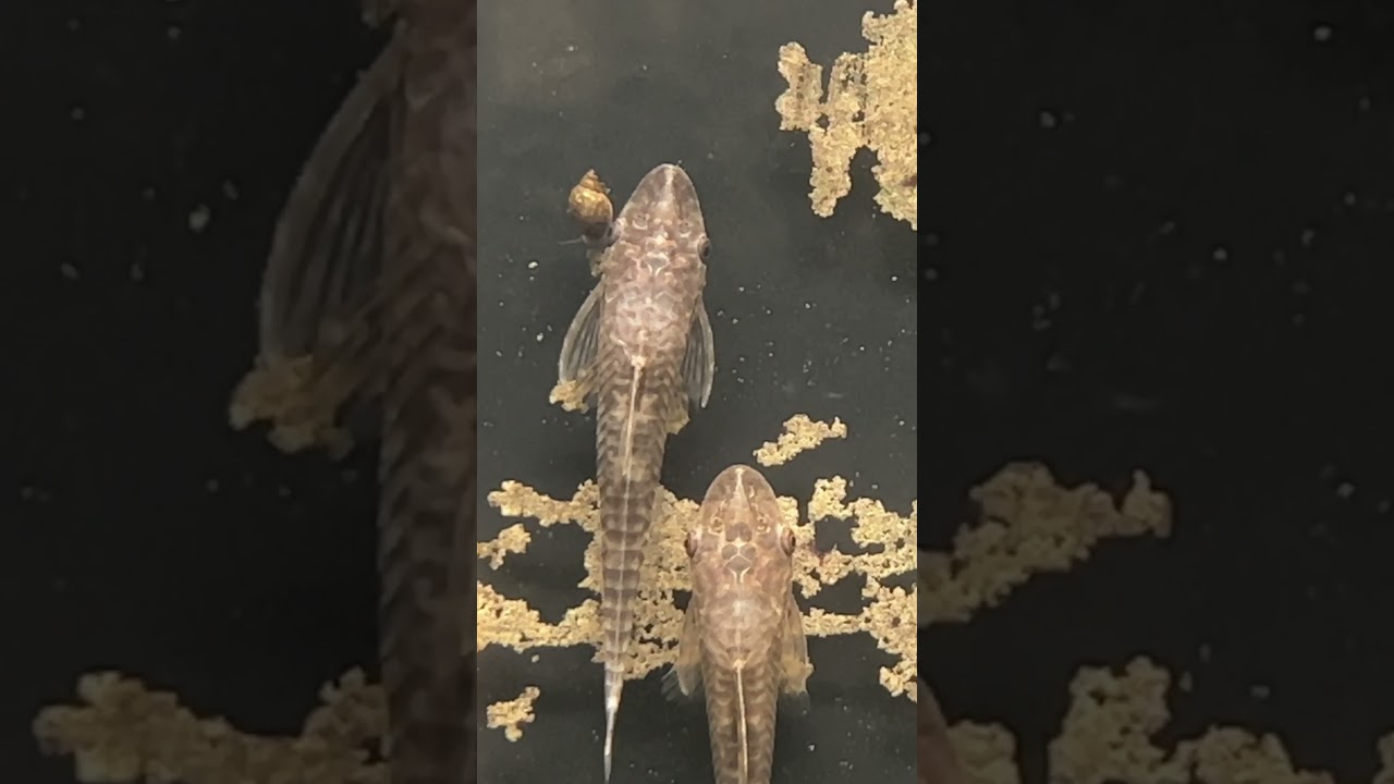 ЛУЧШИЕ СОВЕТЫ ПО КОРМЛЕНИЮ ОТОСИНКЛЮСА