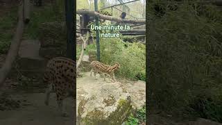 #lycaon #nature #animals #amazing #zoo