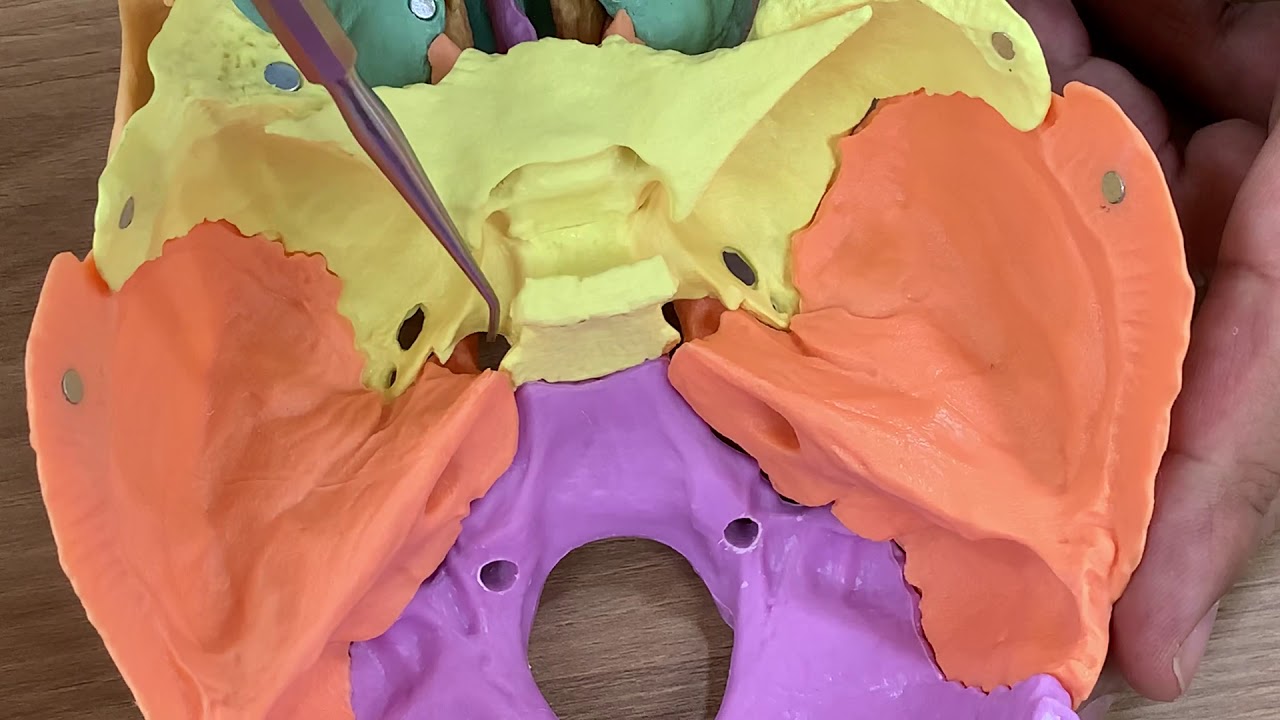 Cranial cavity (Norma basalis interna)