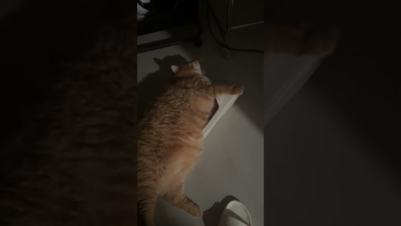 Cat Lying Down with Whole Paw in Flip Flop