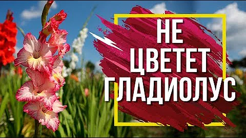 Почему НЕ цветёт Гладиолус 🌺 Проблемы при выращивание Луковичных ✔️
