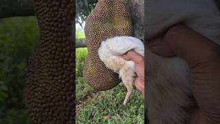 This white animal entered the fruit hole #cuteanimals #amazing