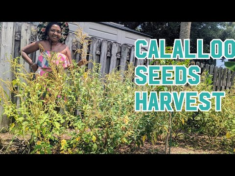 Easiest ways to harvest and replant calalloo seeds - Now available on my ETSY store