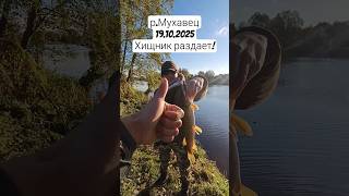 Хищник раздает!р.Мухавец,Брест#рыбалка#спиннинг#ультралайт#микроджиг#щука#осень#окунь#джиг#судак