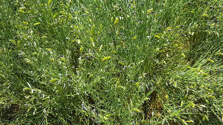 Spanish Broom plant popping like popcorn!