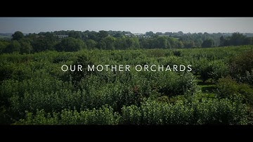 Our Mother Orchards - Frank P Matthews