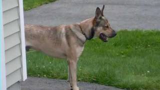 Charlie The Angry Puppy