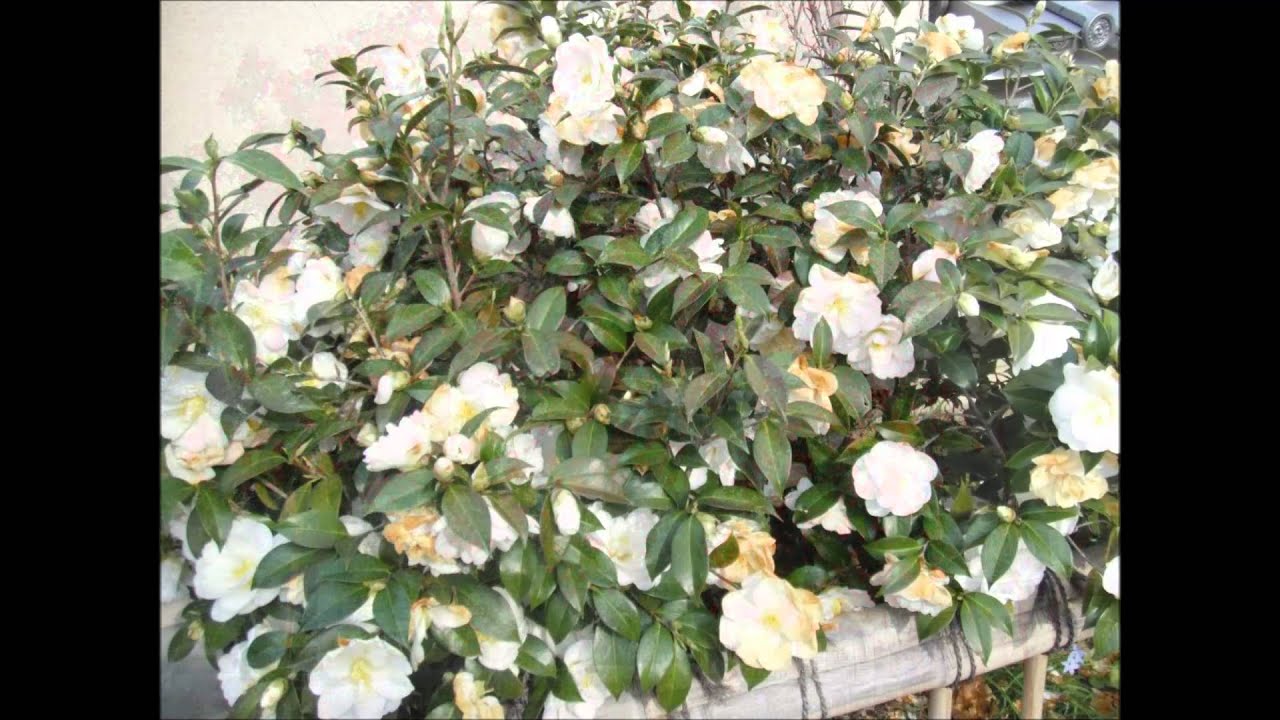 Spring of 2013 in Kyoto ( Lay Down A Line To Me by Tim Moore )