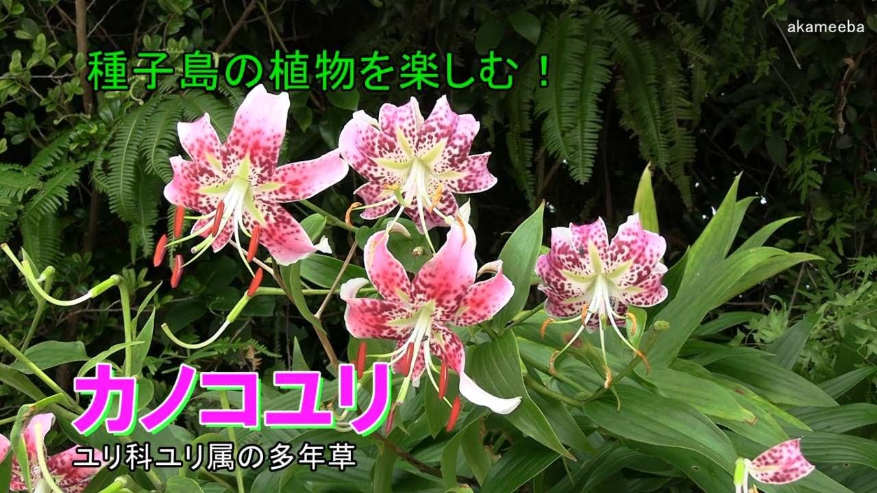 カノコユリ - 四季折々の草花 - ふるさと種子島
