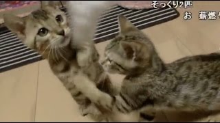 20141225すぺしゃるえまファミリーのクリスマスと4,5万人記念Part4ベンガル猫