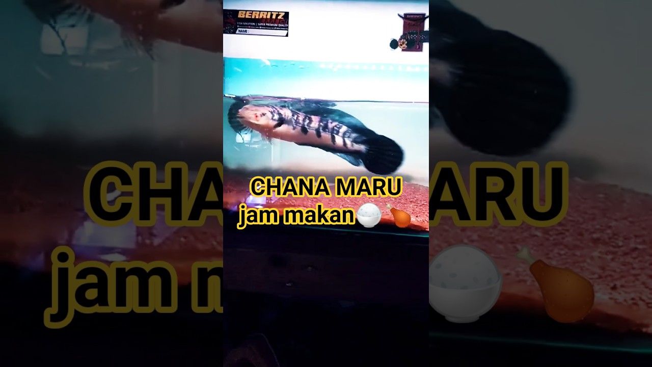 Aggressive Channa Maru YS 