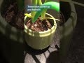 Watering plant tips #plants #planttips #plantcare #monstera #indoorplants