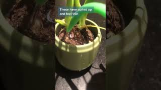 Watering plant tips #plants #planttips #plantcare #monstera #indoorplants