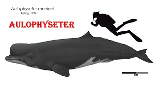 Aulophyseter