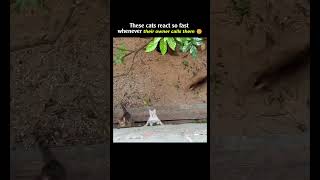 These cats react so fast whenever their owner calls them 😑