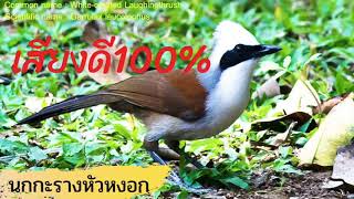 เสียงนกกะรางหัวหงอก 100% White-crested Laughingthrush screenshot 2