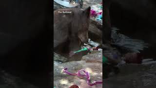 Bears cool off in a backyard pool