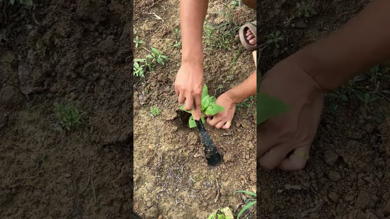 Мы о том, что мелкие лопатки очень удобны для выращивания цветов, овощей и прополки