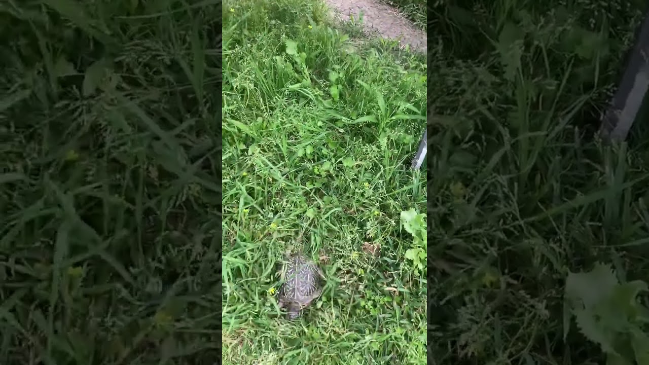 Ornate Box Turtle basic care (outdoor enclosure)