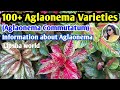 100 chinese evergreen varietiesaglaonema plants with namesaglaonema identificationlipsha world