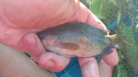 Đi thăm lo cá, mà tao ngầm chạy thấy ghê rợn tóc gáy 