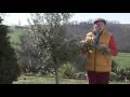 Comment tailler un olivier 
