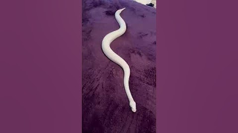 Snake Vibing on Carpet - Mesmerizing Serpentine Movement