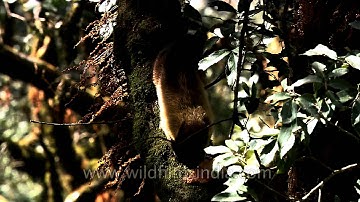 One little Marten hiding in a tree