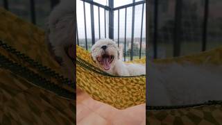 Noah chilling in his favorite place ! #shihtzu #puppy #cute #4k #portrait #dramatic #funny #swing