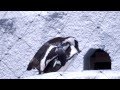 African penguin mating.ケープペンギンの交尾。