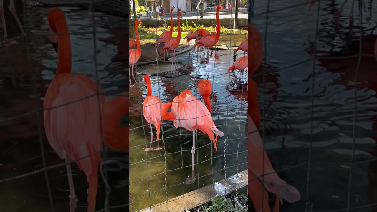 紅鶴的睡姿 Flamingo Sleeping Position 🦩