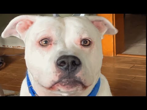 Video: Anjing yang Disfigurasikan Ditolak Oleh Keluarganya Menemukan Cinta Dan Perawatan Dari Manusia Yang Baik