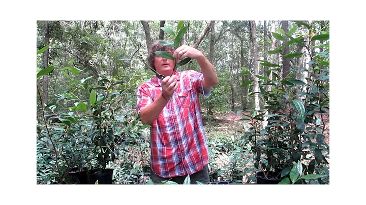 Randall Fleming Talks about his favorite Tea.