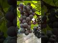 ママと娘の思い出アルバム|夏のおわりにぶどう狩🍇　#ママ #子育て #余命宣告 #末期癌 #ぶどう狩り