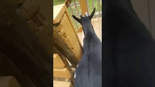 Rooster Crows, The Fainting Goat Folds