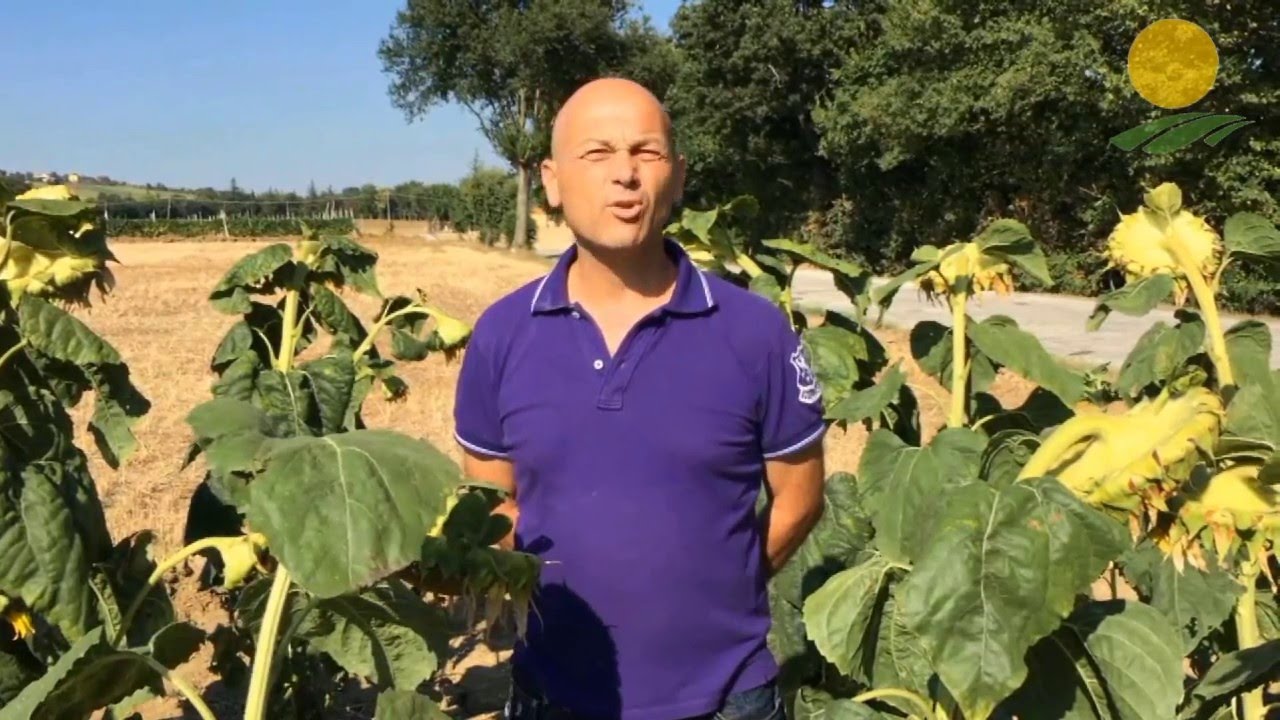 Colture estensive: Tradecorp incontra gli agricoltori - Ep. 1