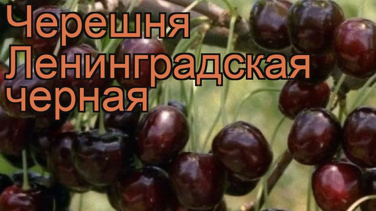 Черешня Ленинградская Описание Сорта Фото Отзывы