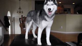 Mishka the Talking Husky's 400th Video!