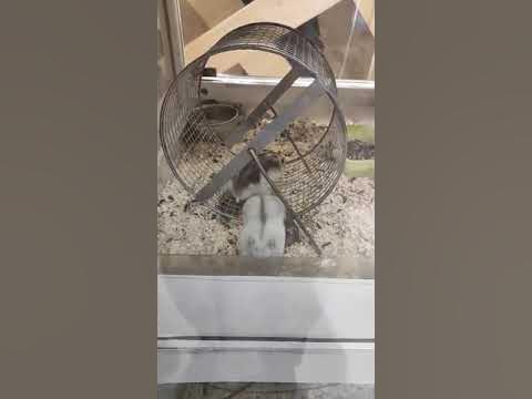 Колесико колесико - YouTube