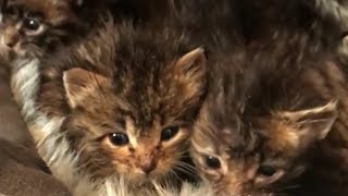Rescue 3 Weeks Old Stray Sibling Kittens Lost Their Cat Mum