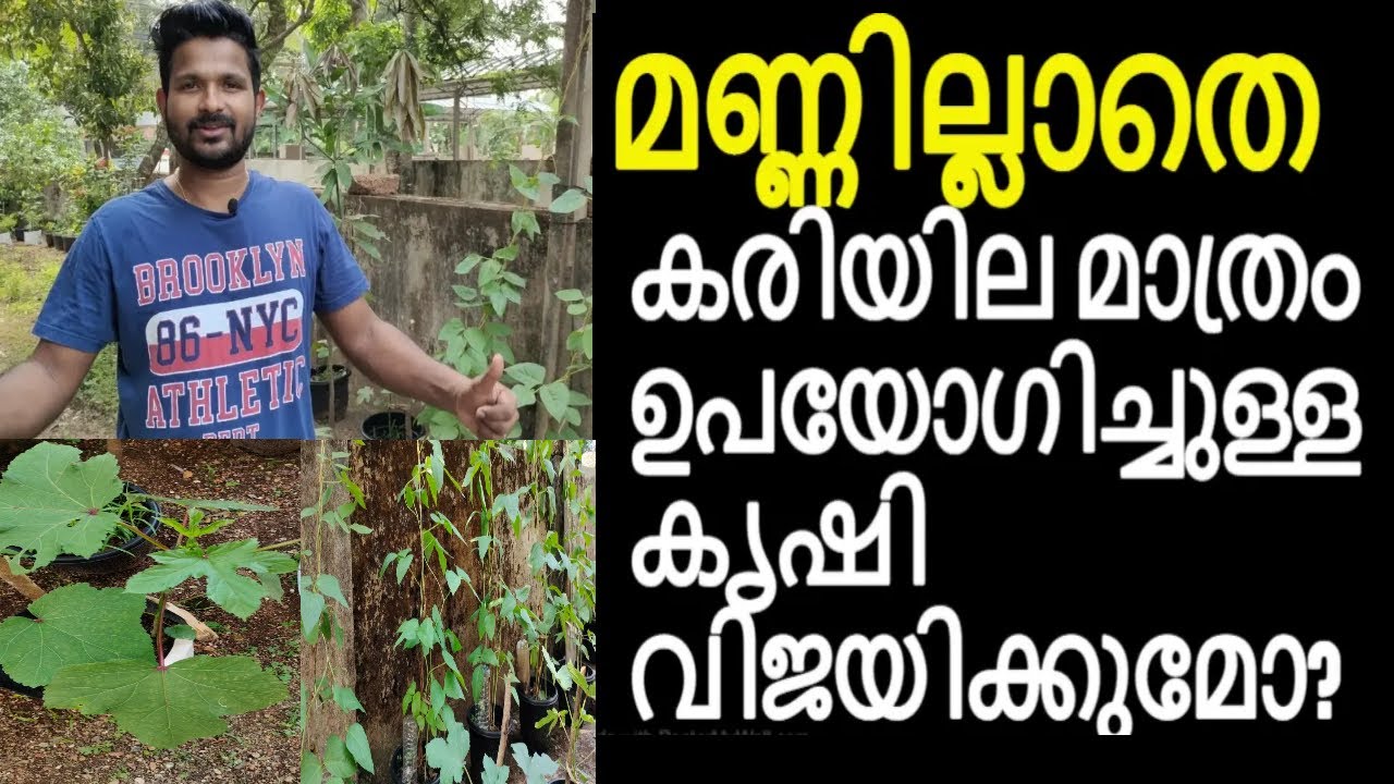 കൂട്ടിയിട്ടു കത്തിക്കാൻ ഇരുന്നതാ.. പക്ഷേ ഇത് കൊള്ളാം#മണ്ണില്ലാതെ കൃഷി#No soil farming technique#