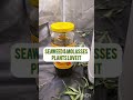 High Level Growers HLG MYKOS 