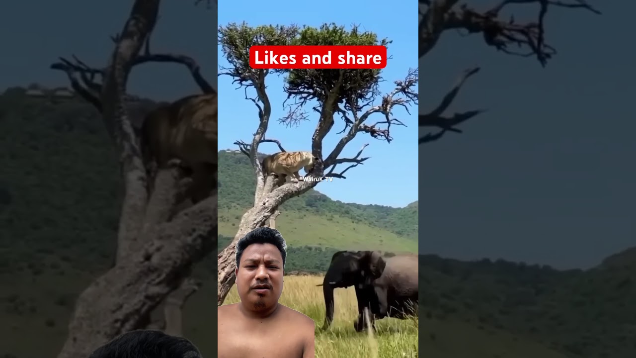 Elephant vs tiger 