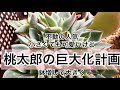 [多肉植物]不動の人気　桃太郎の巨大化計画^_^私の戯言
