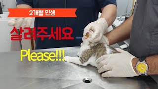 Vaccination of 5 Kittens