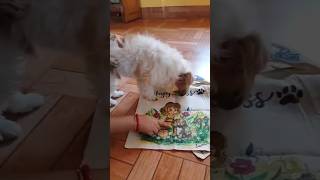Tote Bags painting Didiyas complement 🥺 @Soumirhaterkaj 50/100 #totebag #doglove #mandala #art
