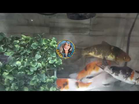 Wonderful Day While Watching the Koi Fishes🐟 Eating Time #shortvideo #fishes#relaxing #asmr