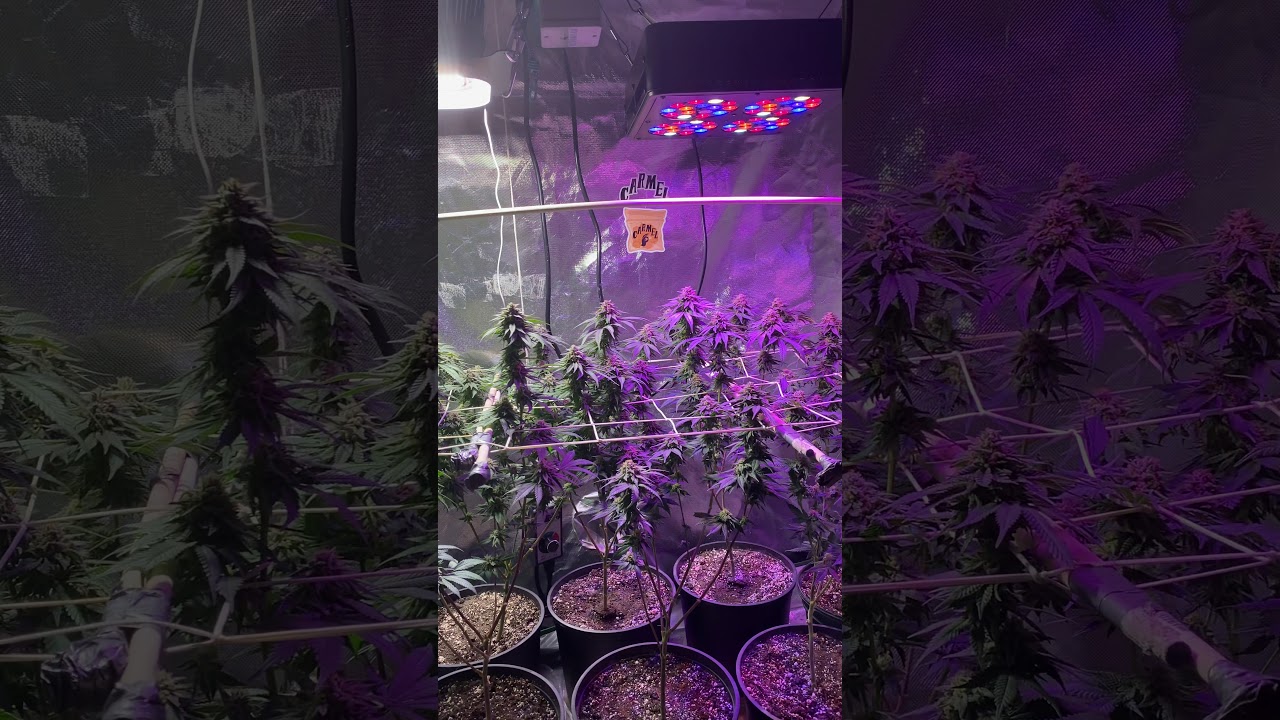 HLG LED 225 ELITE GROW LIGHT